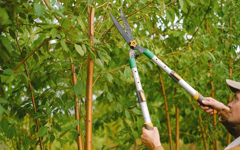 Tree trimming in Big Flats, NY